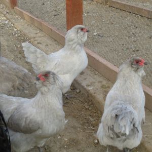 My Lavender Ameraucana group