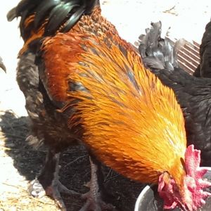 Black Copper Marans from Greenfire
