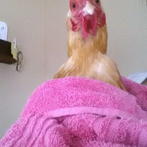 Goldie had a bath 2014