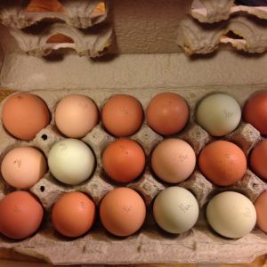 Eggs today