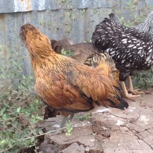 Gretl, Brigitta and Marta, front to back.  First two are Amerucanas, Marta is a Silver Laced Wyandotte