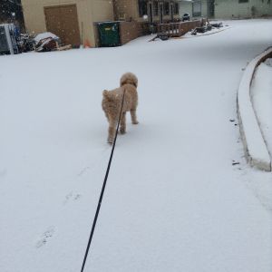 Snowy walk