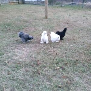 Blue roo is showing him women around the yard.