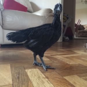 my new Ayam Cemani chick