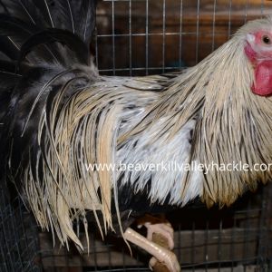 Badger Hackle Bird - Bred and owned by Ken Tutalo, Beaverkill Valley Hackle.
This cockerel was 7.5 months old at the time of this photo.

The Badger pattern is a feather that is cream colored with a black center. Many traditional fly patterns call for this feather pattern.