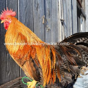 Barred Ginger Hackle Bird - Bred and owned by Ken Tutalo, Beaverkill Valley Hackle.
This cockerel was 7.5 months old at the time of this photo.

This particular bird has really deep color