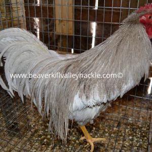 Light Dun Hackle Bird - Bred and owned by Ken Tutalo, Beaverkill Valley Hackle.
This cockerel was 7.5 months old at the time of this photo.

Dun is a shade of grey. This color is one of the more important colors to fly tyers