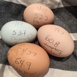 First 4 Egg Day in 2015