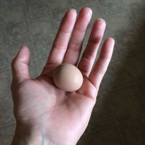 This is not a bantam egg