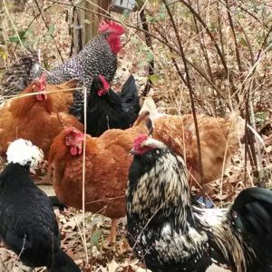 Various breeds