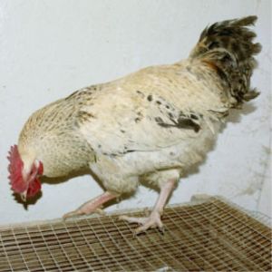 Way back in 2003 I got birds like this from my Cuckoo Marans flock. Barred Columbian.  And these inspired me to try to make the Columbian Marans in the first place.  At the time I didn't know all the genetics.   Later I discovered that Columbian, as in the Light Sussex, is based on Wheaten. But was reluctant to cross breed anything into Marans.  Finally just bit the bullet.  And made that one time breeding of Sussex to Wheaten Marans in 2008.  To breed up to the Columbian Marans I have now.