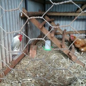 My Watch Rooster "Rocky "
He lives in Queensland Australia is a very very good watch Bird 
and always keeps a eye even on his little ones ;)