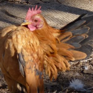 One of lovely malasyain Serama roosters - Aramas Junior - just 5 months old!