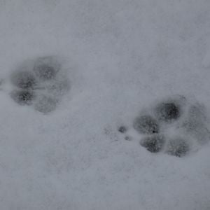 coyote tracks 1