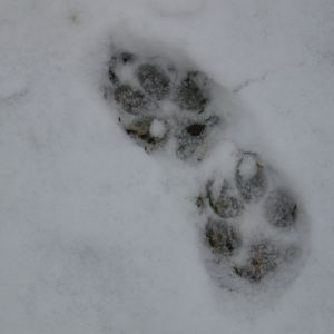 coyote tracks 2