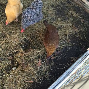 Chickens in hay