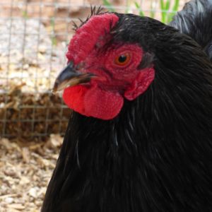 My black bantam Wyandotte roo, Clyde