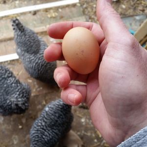 Our Barred Rocks laid their first egg!