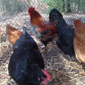 My handsome Black Copper Marans and his ladies