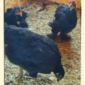 2 months old, one of them is a frizzle looks like he's going to be class A, the hen is class C not sure of the breed, and the other is class B Cochin.