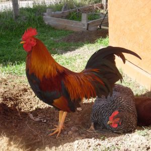My 3 chickens.