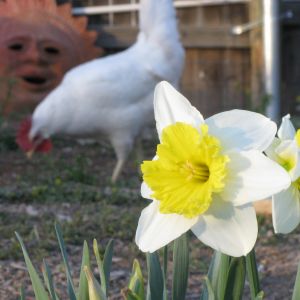 Daffodil Sun Chick