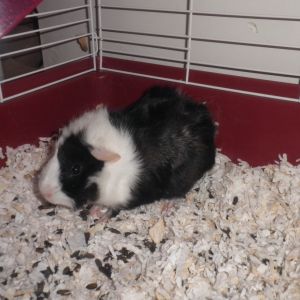 Guinea pig