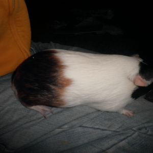 Guinea pig