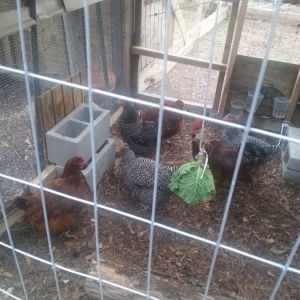 New hens rhode island reds, barred rocks and Dominic