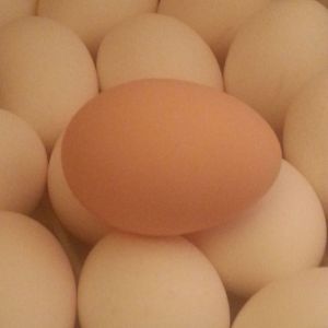 First Egg