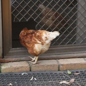 Coming through the cat door to listen to Steve play the piano..