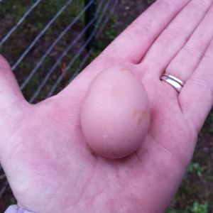 Katies' first egg Feb 4th 2015 The smallest  Blk Australorp.