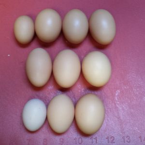 Noting the different eggs.
Top row.. left to right.. Katies', Mays', Aprils, & Mabels' eggs.