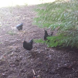 After a week the BA's are introduced to the outdoor run