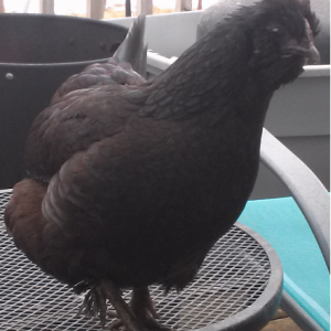 Black Silkie Roo mated a white polish, this was produced