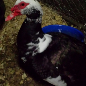 My Drake Flagg, head of my Muscovy ducks