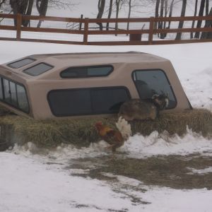 This used pick up truck cap was made into a "Winter Run" for the birds. Little did I know the goats would get in on the action.:)