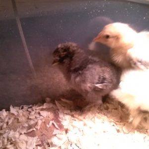 My first chick to hatch is the black silkie pullet I belive to be partridge. (But my first time sexing and breeding silkies. So anyones guess really lol)