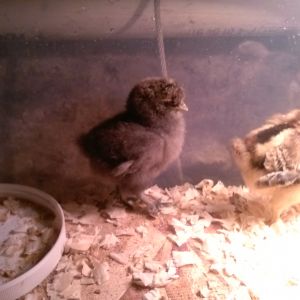 This is Jute my silkie chick  I have high hopes for.