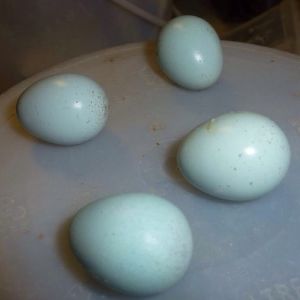 Blue Coturnix eggs