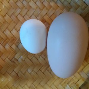 This is a double yoker eggs. It came from my JG. after she hasn't laid for a couple of days. The one beside it is a POLISH. Lol Big difference.