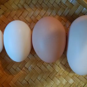 The biggest is a double yoker, next is a jumbo, next is a Polish then the next is a bantam egg.