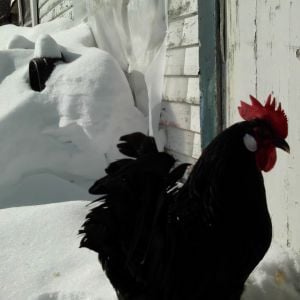 Popper.....my main man!!! The only one to come out of the coop and help me clear some snow lol