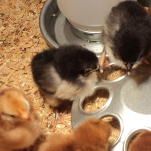 Black Australorp