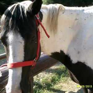 Rain is my neighbor horse