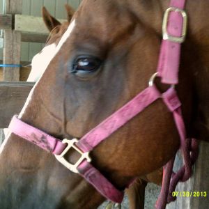 another of my neighbor's horses