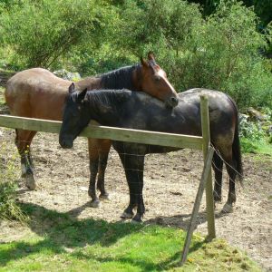 Sleepy, muddy horsies...