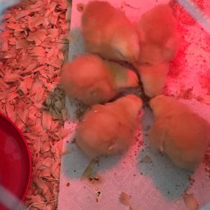 New Hampshire Red pullets 2-3 days old.