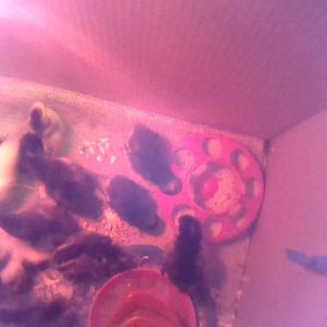 The  wee ones growing fast!!!!