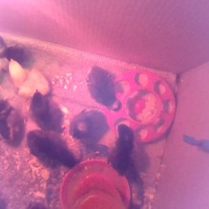 mixed breeds: 3Jersey Giants, 3Silver Laced Wyandottes, 3Buff Orpingtons, and 3 Light Brahmas...and 1 mystery chicken....the Brahmas already have fuzzy feet